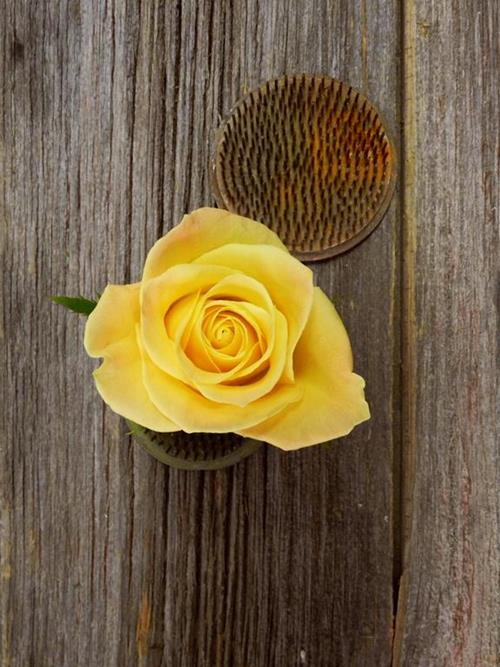 SKYLINE  YELLOW ROSES